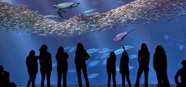 Monterey Bay Aquarium, na Califórnia