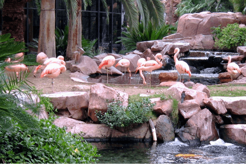 Wildlife Habitat do hotel Flamingo em Las Vegas