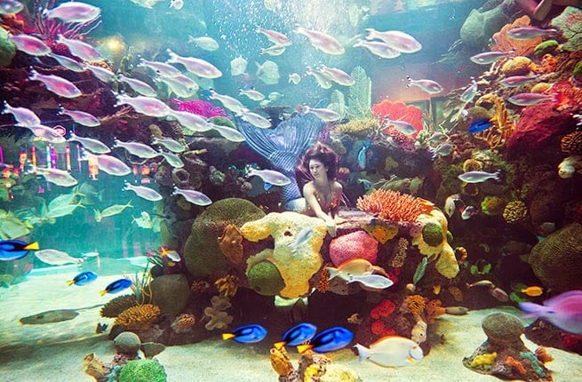 Show de sereias no Mermaid Aquarium, em Las Vegas